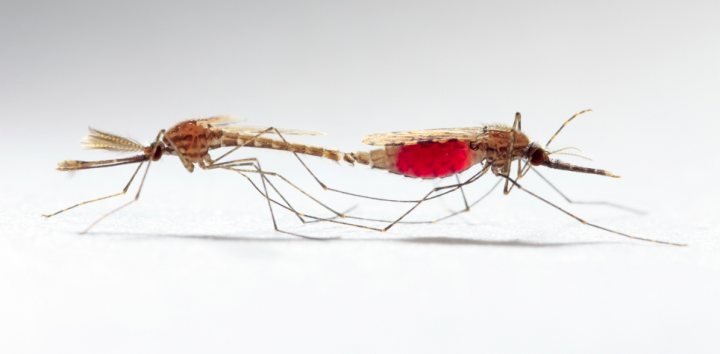 In den Tropen nicht bloss Lästlinge sondern oft eine tödliche Gefahr für die Bevölkerung: Zwei Malaria-Mücken bei der Paarung (links das Männchen, rechts das Weibchen nach der obligaten Blutmahlzeit). Bild: AAAS.