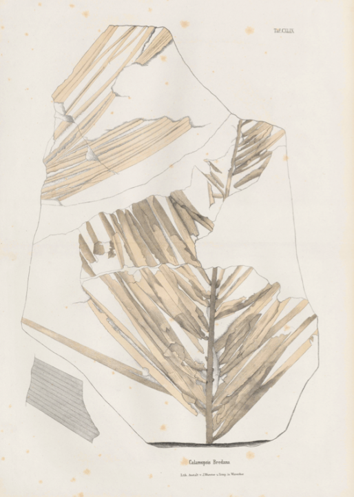 Eine Abbildungstafel aus Heers dreibändigem Werk «Flora tertiaria Helvetiae» zu einer während des Tertiärs in der Schweiz heimischen Palmenart.
