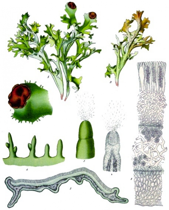 Etwas struppig und ziemlich bitter: Isländisch Moos ist kein Moos, sondern eine Flechte, die in der traditionellen Medizin Verwendung findet. Bild: Köhler's Medizinal-Pflanzen (1887).