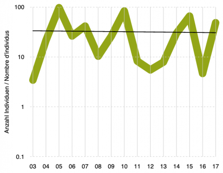 Variabilität im Vergleich zum Trend: Die Weisskernauge-Populationen schwanken in den Erfassungsjahren 2003 bis 2017 stark (grüne Linie), aber der Trend der Individuenzahl aller Transekte ist statistisch gesichert fallend (schwarze Linie). Bild: BDM-Bafu.