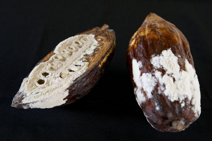 Furchtbar und fruchtbar: Eine einzelne mit dem Pilzpathogen Moniliophthora roreri infizierte Kakao-Frucht kann über sieben Milliarden Pilzsporen produzieren. Bild: Mónica Quesada Cordero.