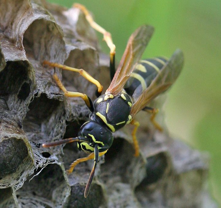 Eine Schweizer Wespe auf ihrem Nest. Bild: Christine Dobler Gross.
