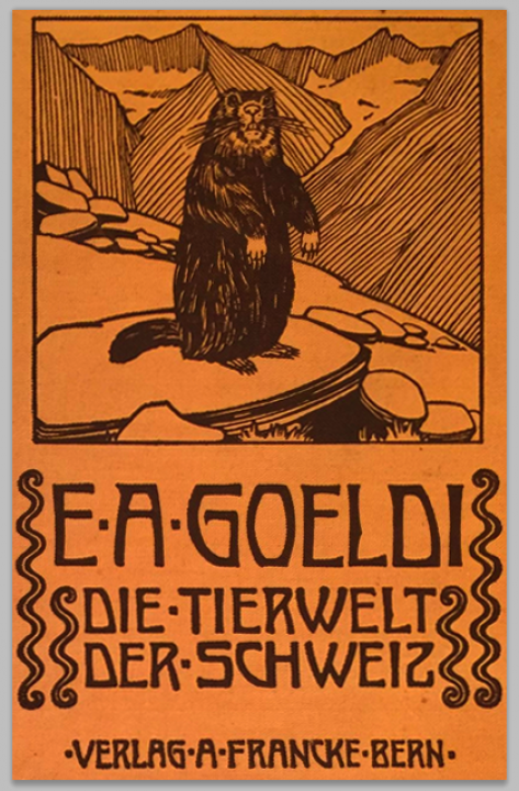 Von Belém nach Bern: Zurück in der Schweiz verlagert Göldi seine Interessen auf die hiesige Fauna und publizert 1914 den Fragment gebliebenen ersten Band zur Tierwelt der Schweiz.