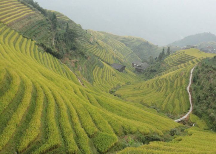 Reisanbau mit langer Tradition