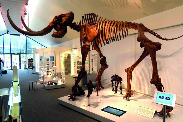 Das Mammutmuseum Niederweningen